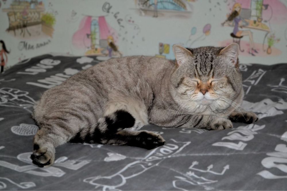 Кіт в’язка шотландський прямовухий