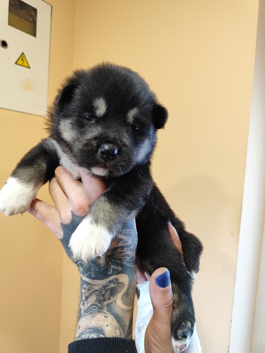 Мальчик ! Самостоятелен