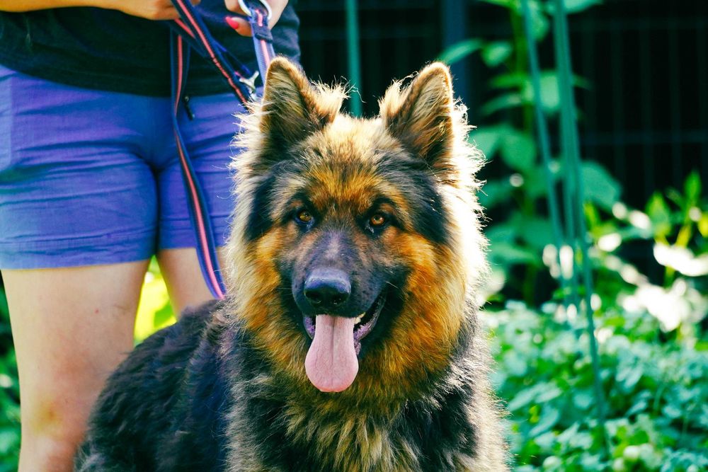 Leon - piękny pies w typie owczarek niemiecki