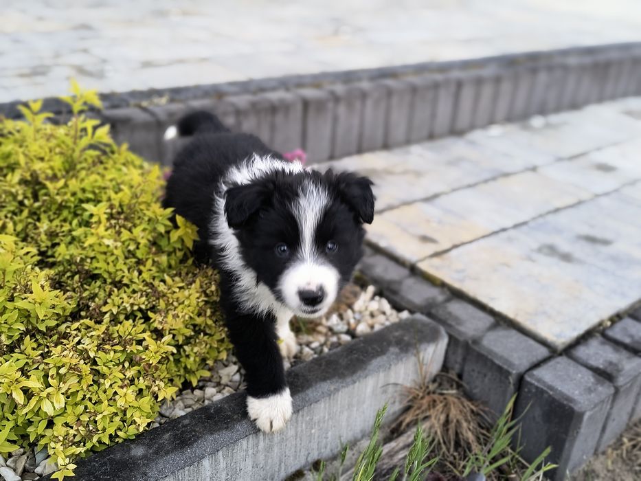 Border collie - szczeniak ur. 23.03.2026