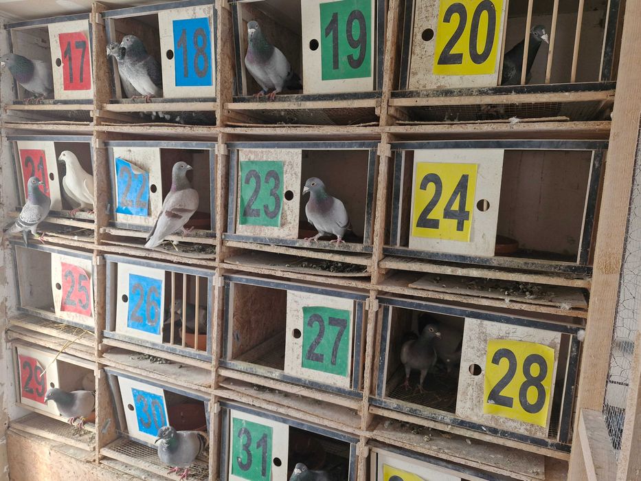 Gołębie pocztowe młode 2026