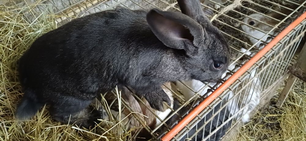 Coelhos para criacao ou consumo