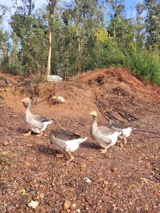 Ovos de ganso de Toulouse