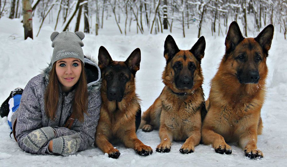 Цуценята німецткої вівчарки, допомога розплідника, підбір цуценя.