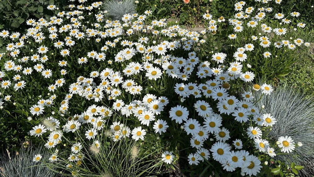 Молоді кущики ромашки великоквіткової