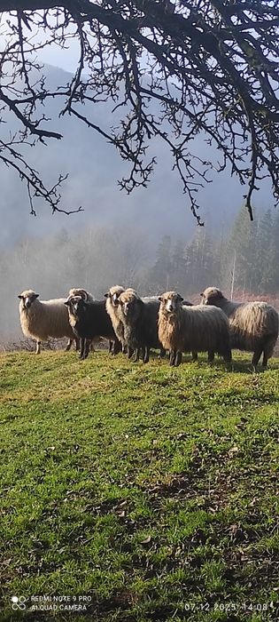 Продам Карпатські Вівці і Барани