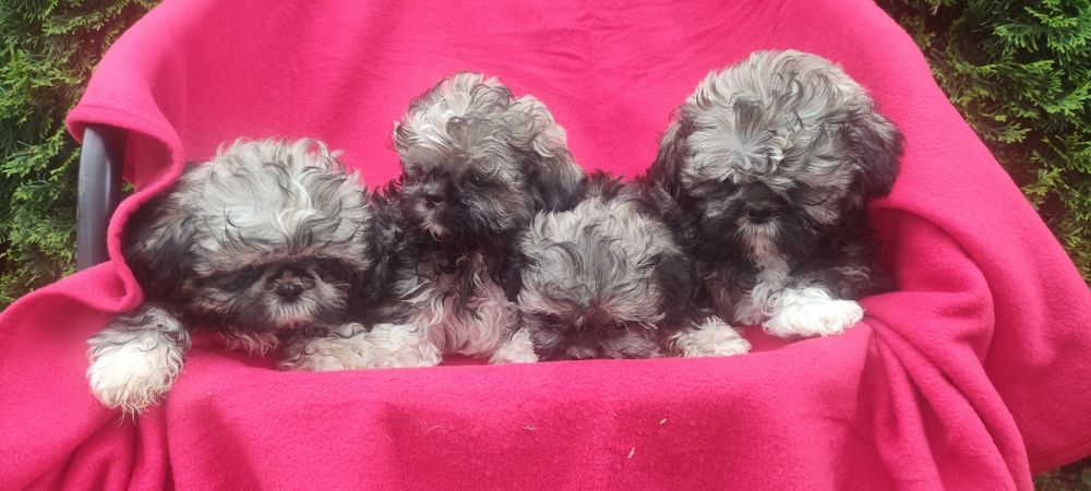 Shih TZU malutki