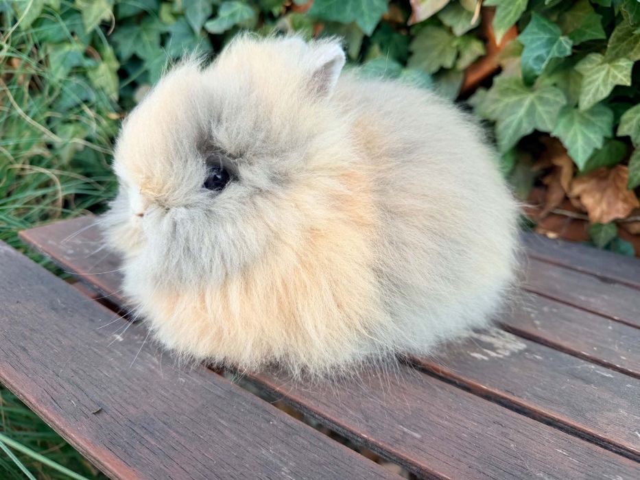 Króliczek Karzełek Teddy mini króliki metryka