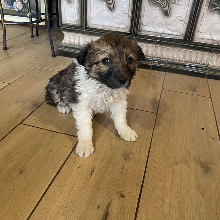 Віддамо песиків в добрі руки