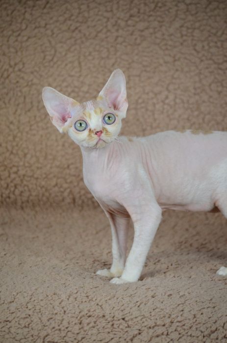 Девон рекс котик, в домашні улюбленці