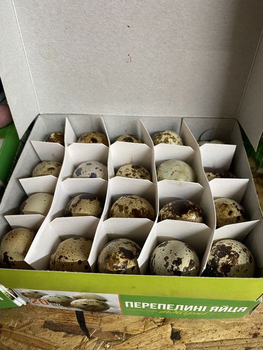 Домашнее перепелиное яйцо