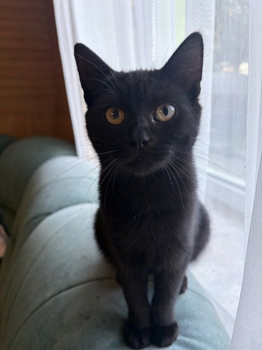 Класні чорненькі коти, кошенята