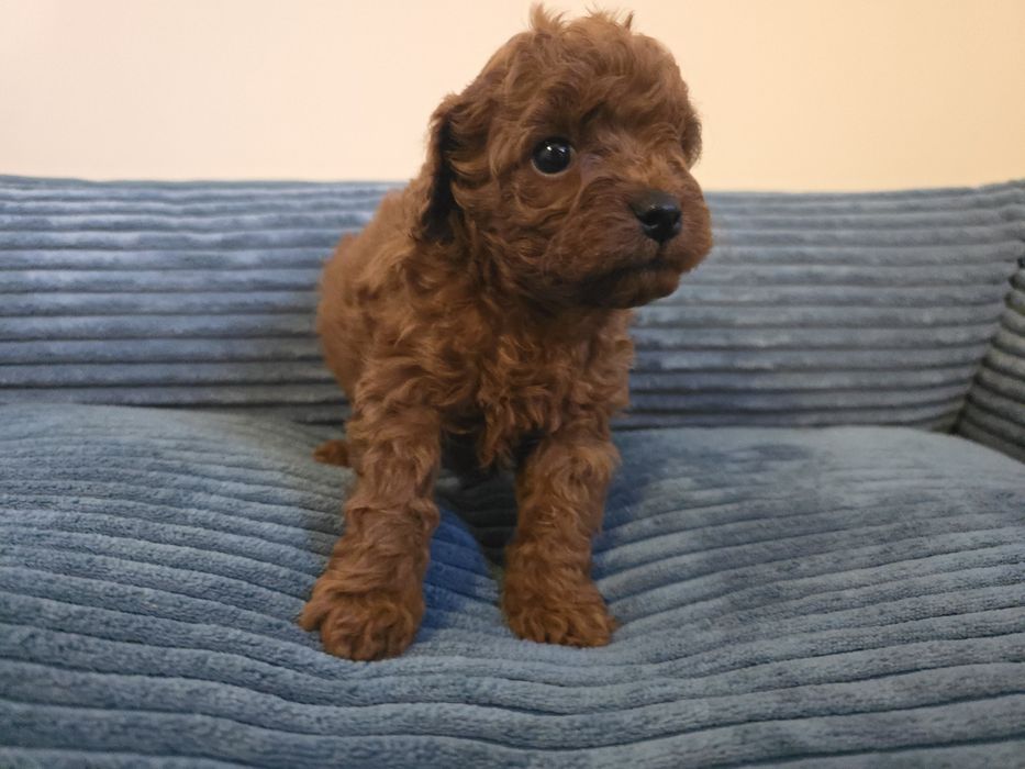 Cavapoo sunia  cavapoo brązowa f1b