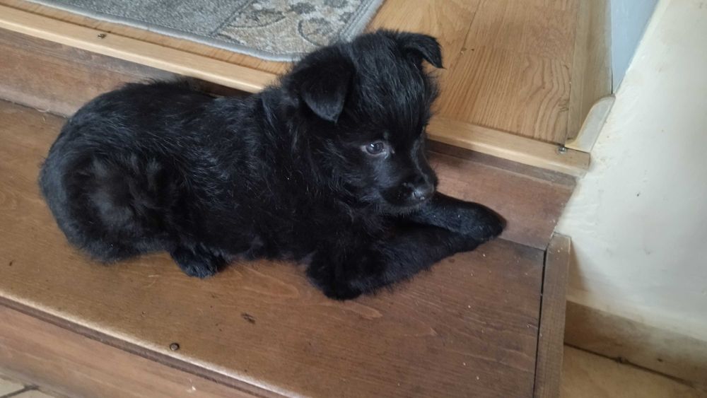 Oddam pieski w dobre ręce