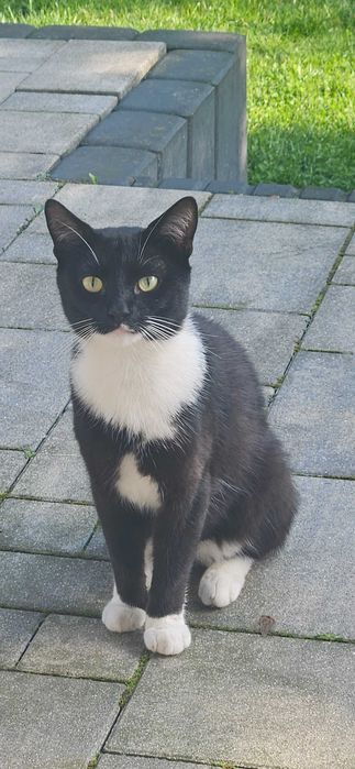 Kotek szuka domu