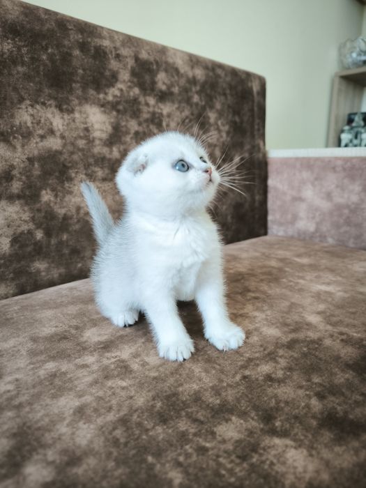 Шотландські висловухі  кошенята
