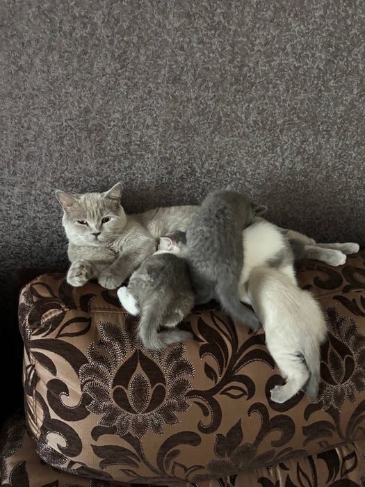 Шотландський котик