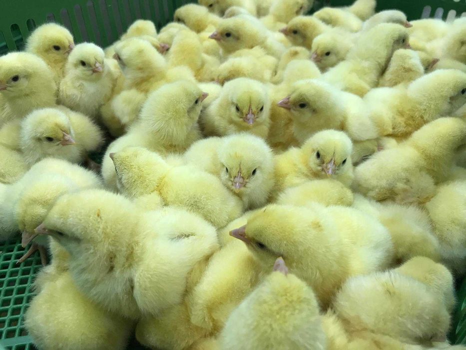 Kurczaki pisklęta nioski, brojlery, Leghorn, Greenshell, Sussex, Rosa