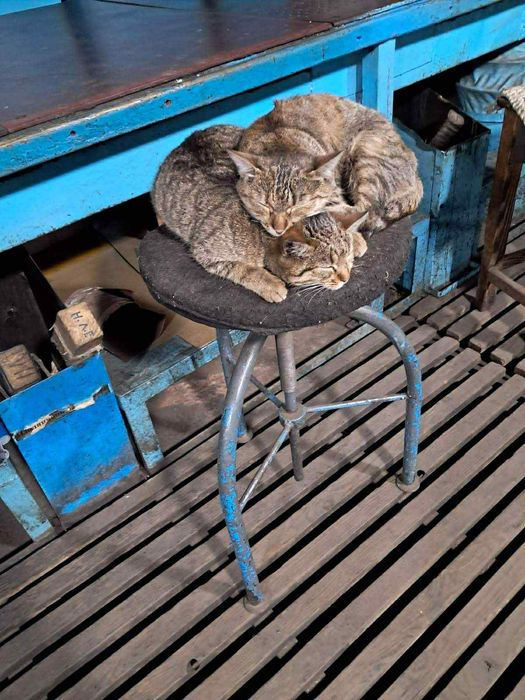 Стерилизованные кошечки. Кошечка даром. Кошка бесплатно. Котенок.