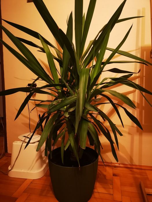 Roślina tropikalna - Yucca