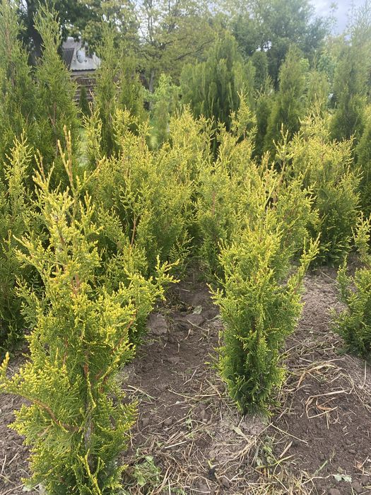 Туя  Західна Yellow Ribbon