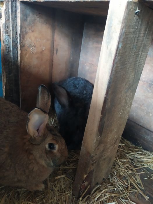 Молодняк кролика