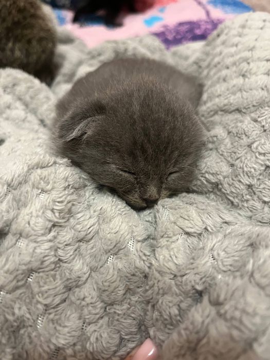 Чудові кошеннятка