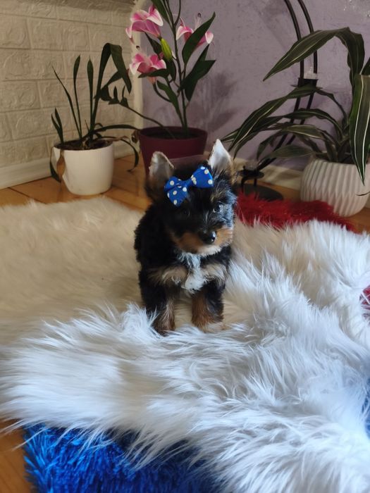 Yorkshire terrier śliczny szczeniaczek