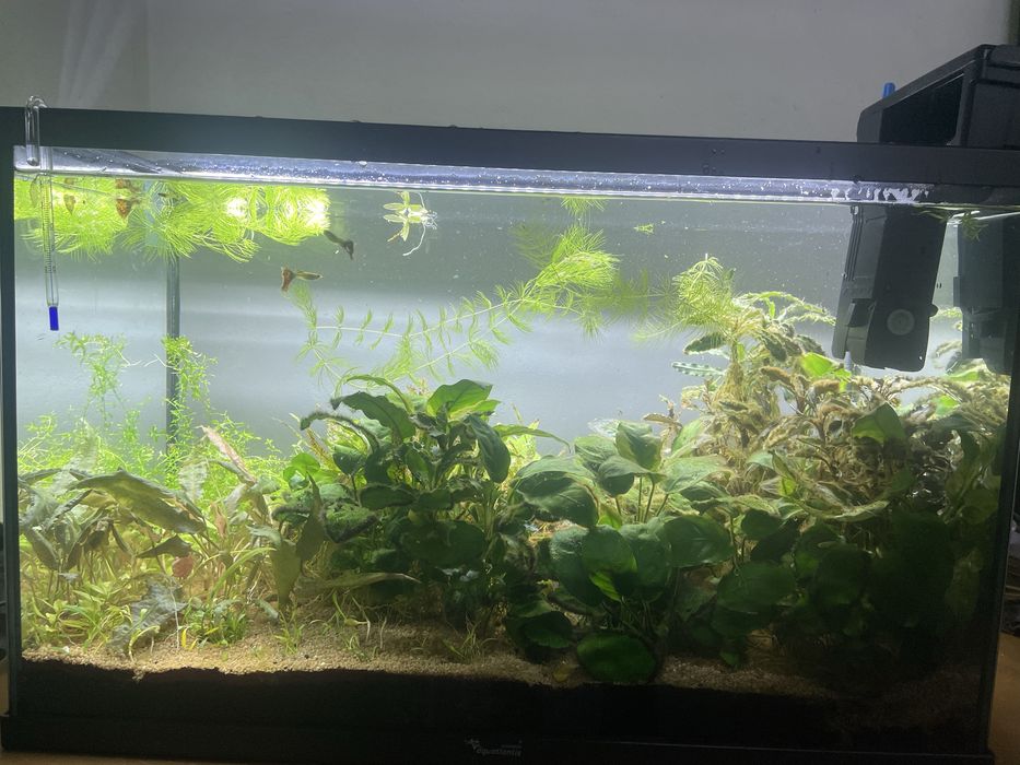 Aquario 55x30x36