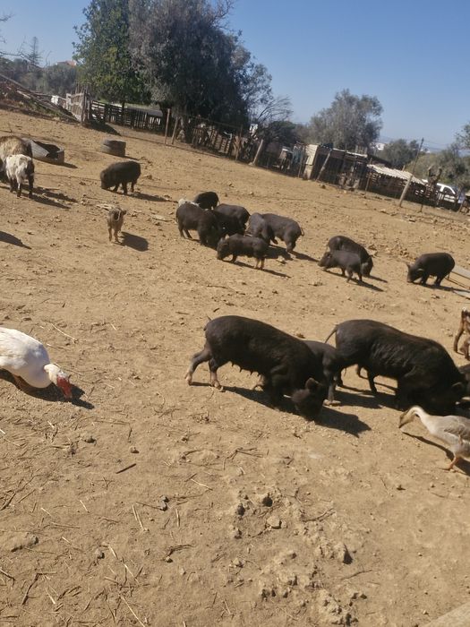 Porcos vietnamitas mini