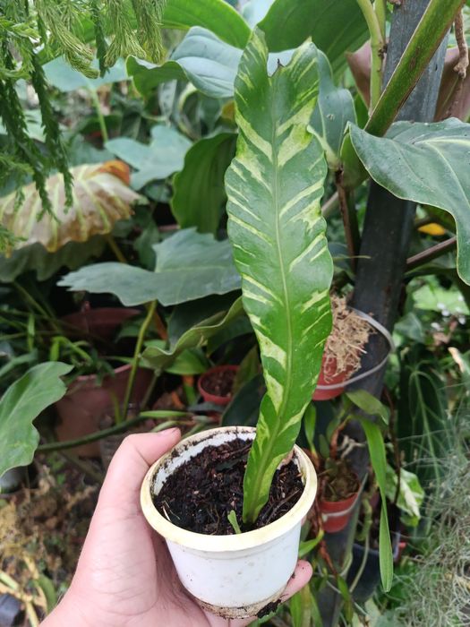 Папороть поліподіум polypodium variegata