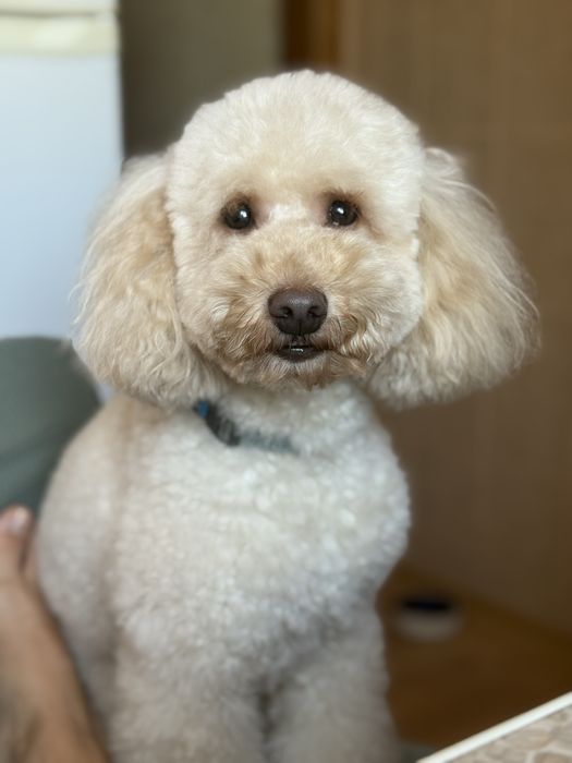 Пудель ( малий ) вязка , хлопчик