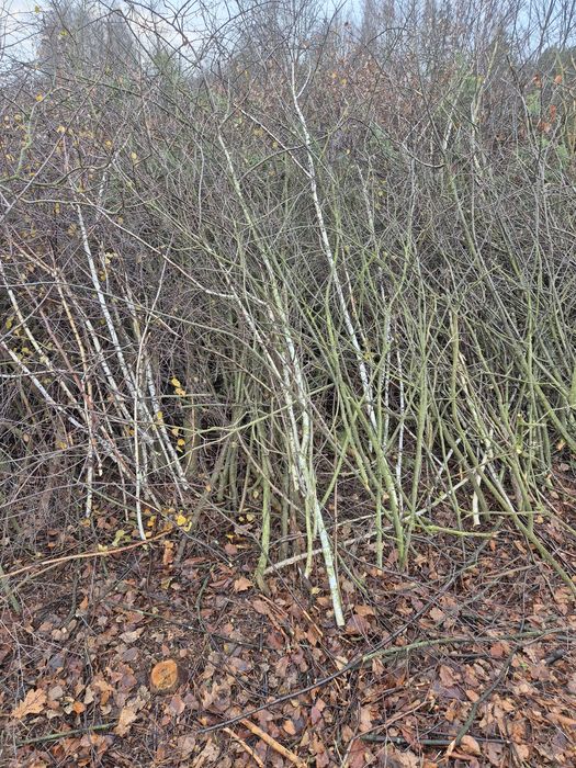 Gałęzie oddam za darmo