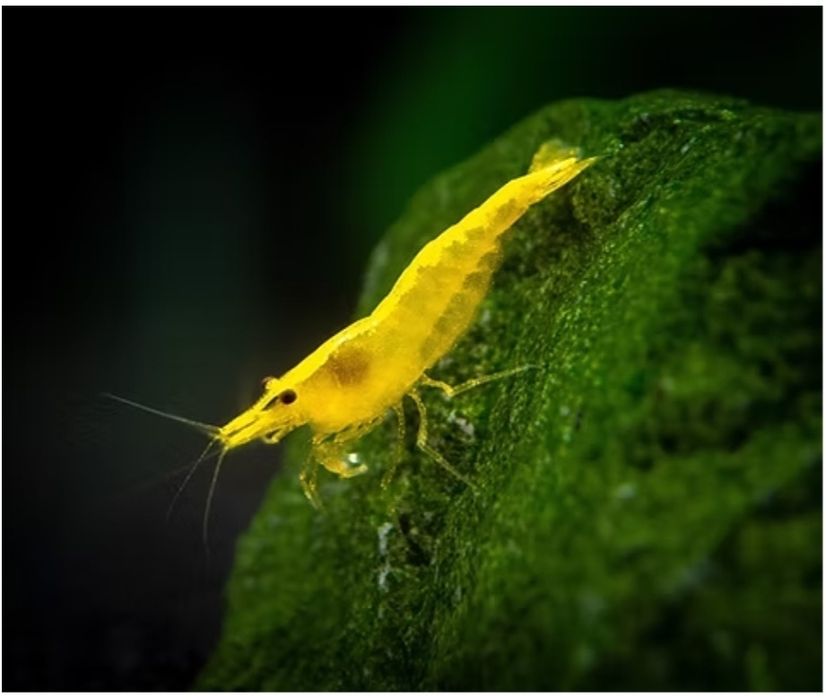 Neocaridina Yellow Golden Back