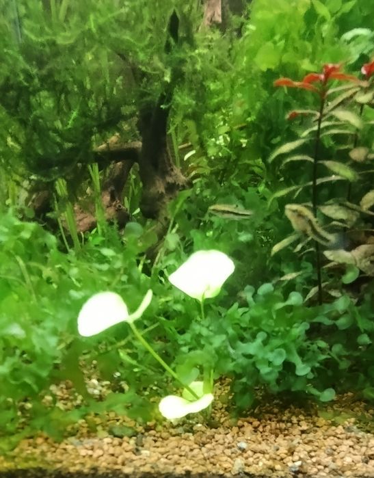 Korzeń do akwarium , itp