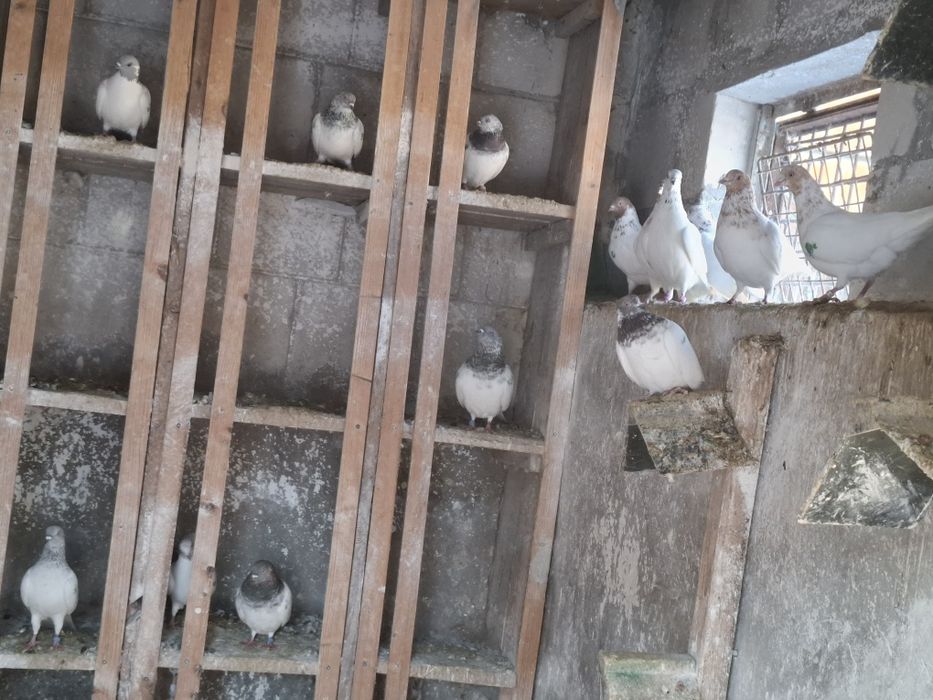 Sprzedam gołębie