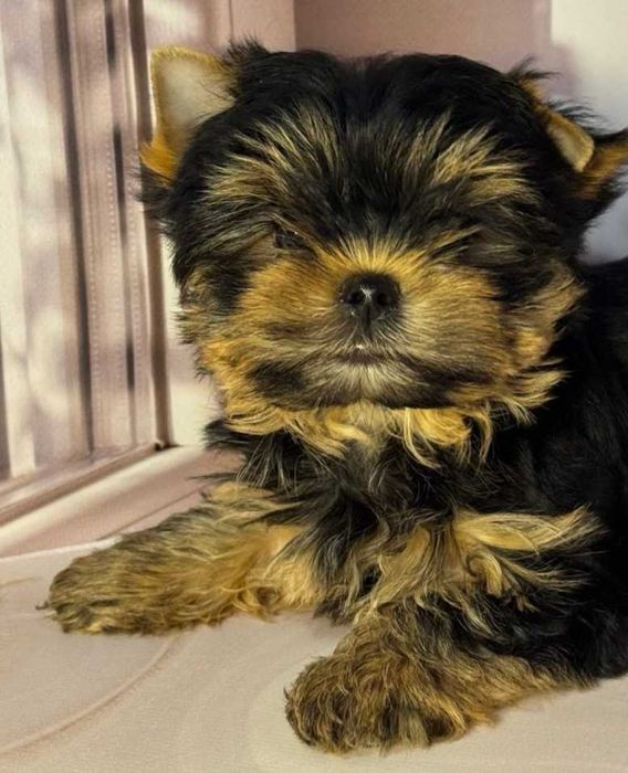 Девочка йоркширский терьер.