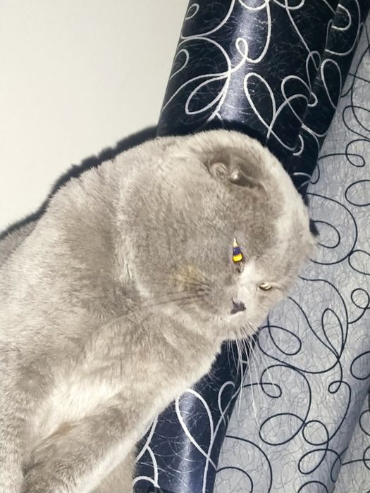 Кот вислоухий.вязка