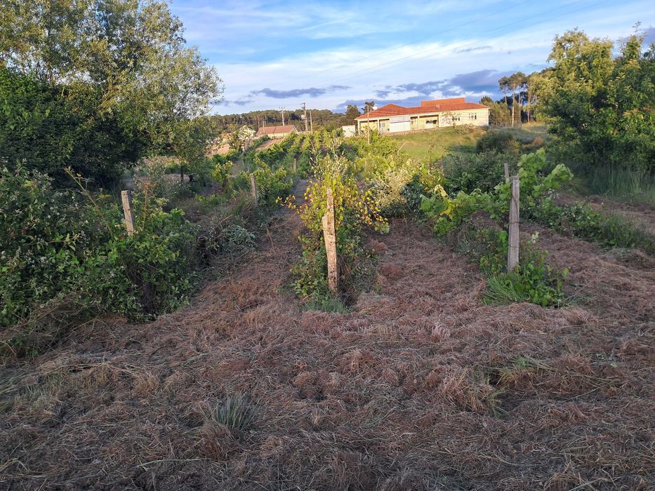 Terreno Rústico com Viabilidade de Construção 5.000 m² - Vale de Nogueiras, Vila Real