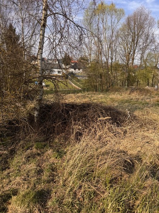 Oddam galezie i drewno!