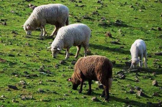 VENDO 30 OVELHAS PRENHAS A PARIR