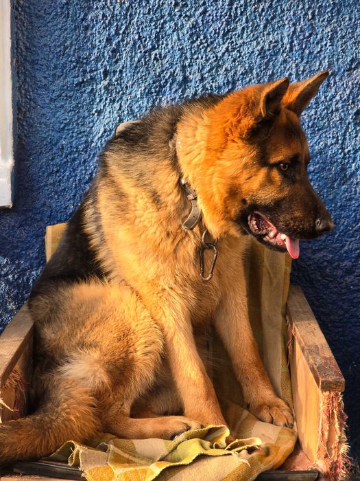 НІМЕЦЬКА ВІВЧАРКА! Цуценята з гарною родовою!