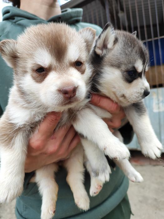 Шоколадний колір - хлопчик та дівчинка