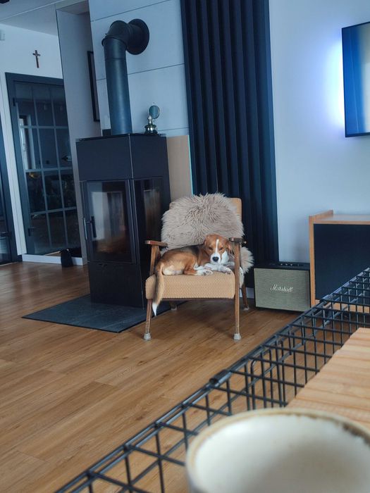 Oddam psa typu Beagle