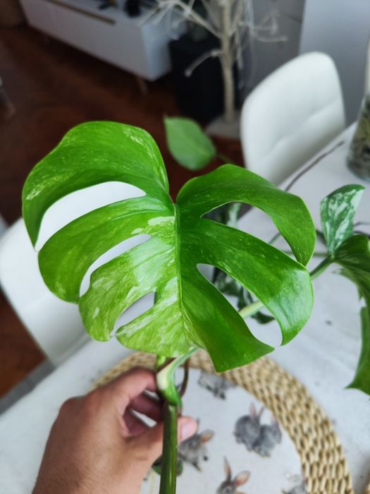 Muda Monstera Variegata