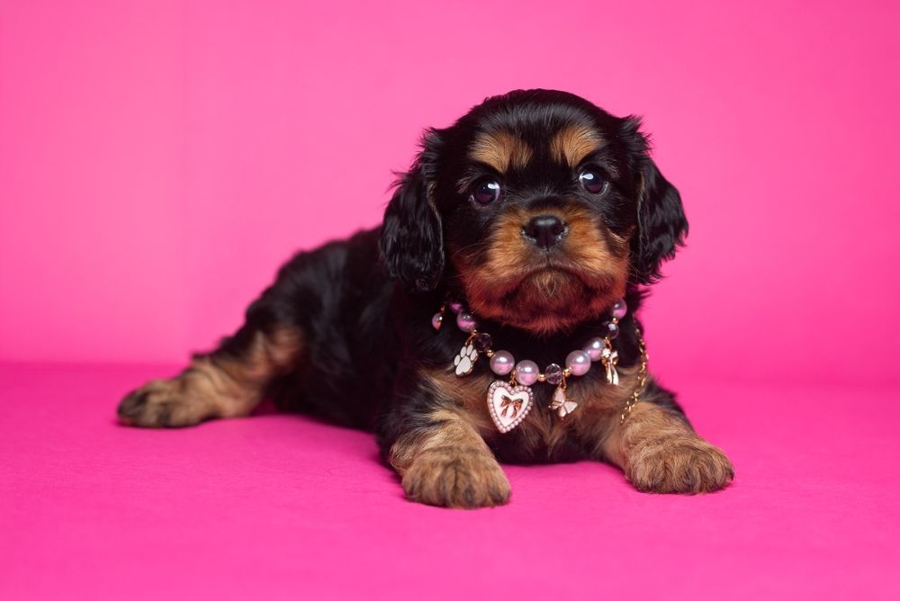 Cavalier King Charles Spaniel * Dziewczynka Fleur de Lys