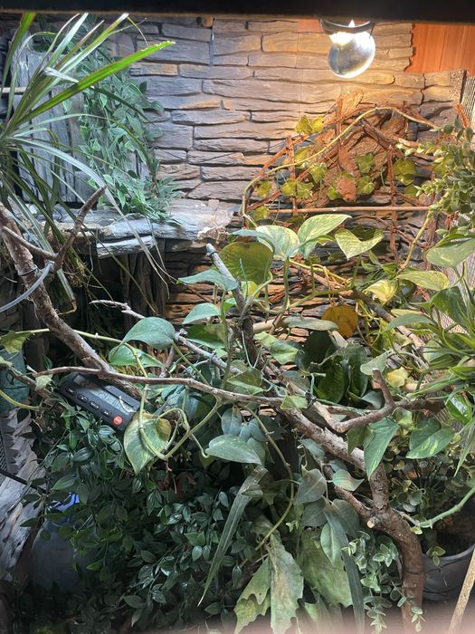 Terrarium tropikalne kameleon/gekon/felsuma