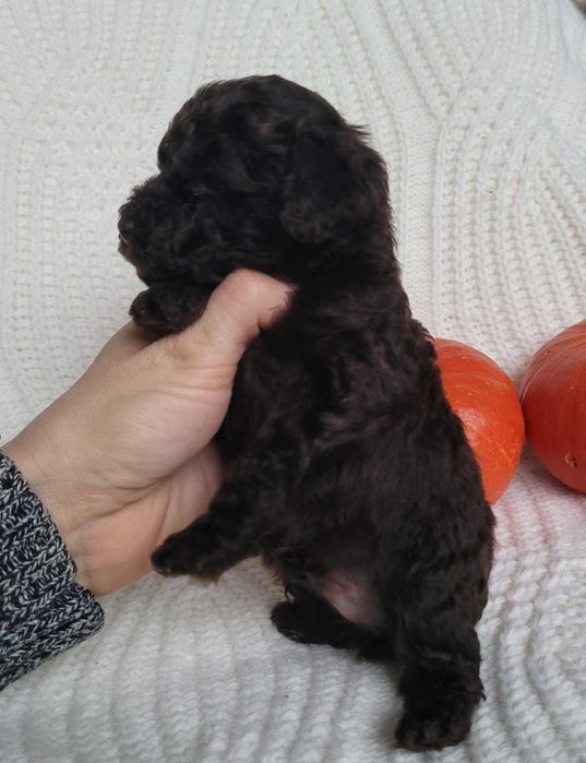 Шоколадний малюк пудель зі столиці