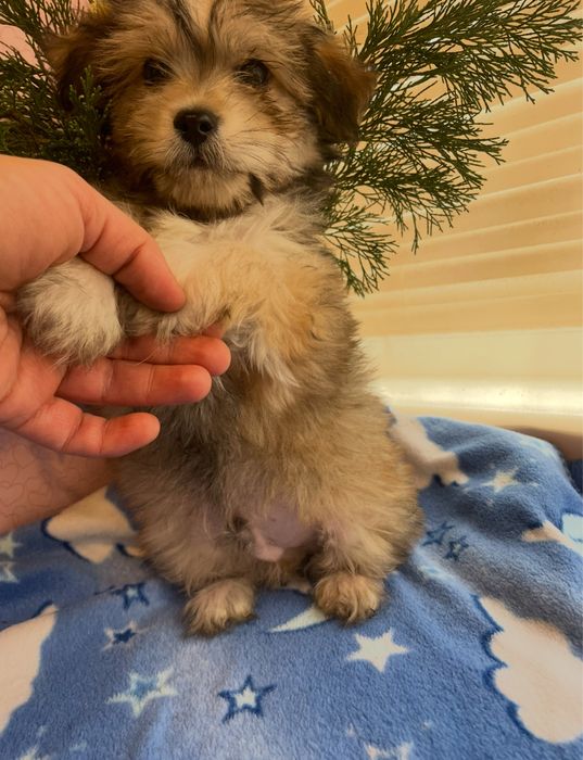 Щенки йркипу ,мальчик и девочка )