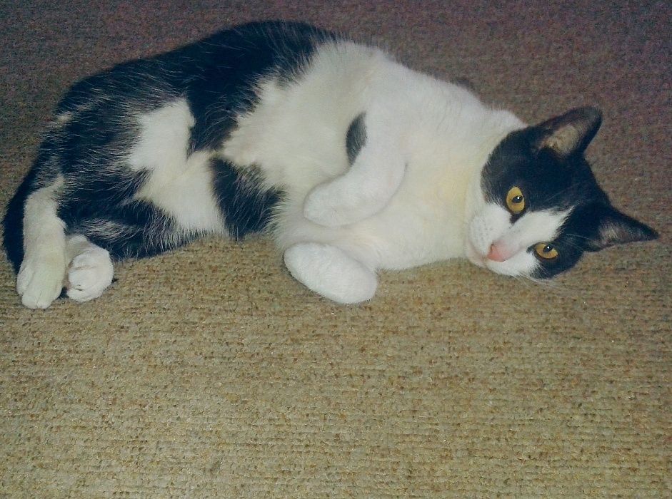 Agusia - piękna, spokojna, młoda kotka prosi o adopcję